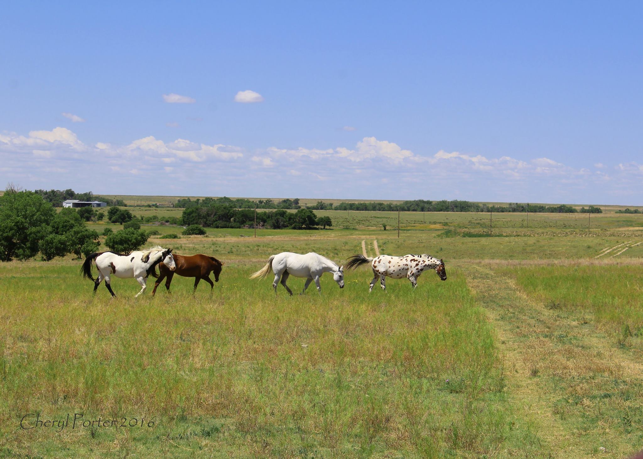 Natural horse life