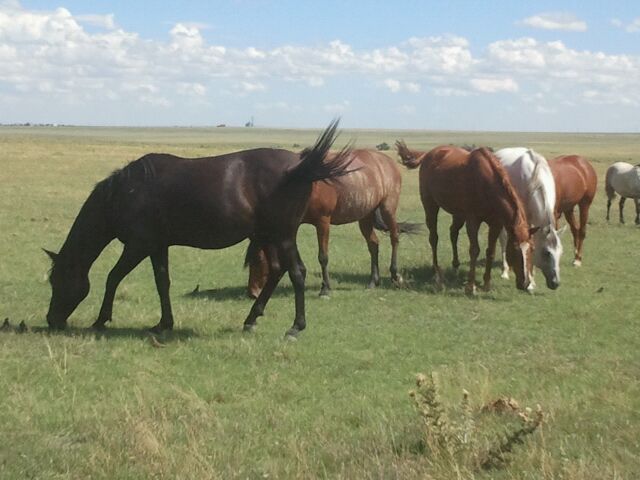 Shadow, Hope, Mato, and Gracie